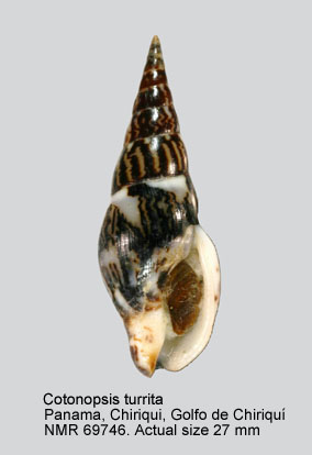 Cotonopsis turrita.jpg - Cotonopsis turrita(G.B.Sowerby,1832)